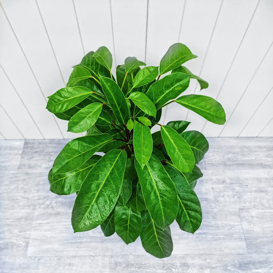 The Plant Distro’s Ultimate Guide to Caring for Your Indoor Plants