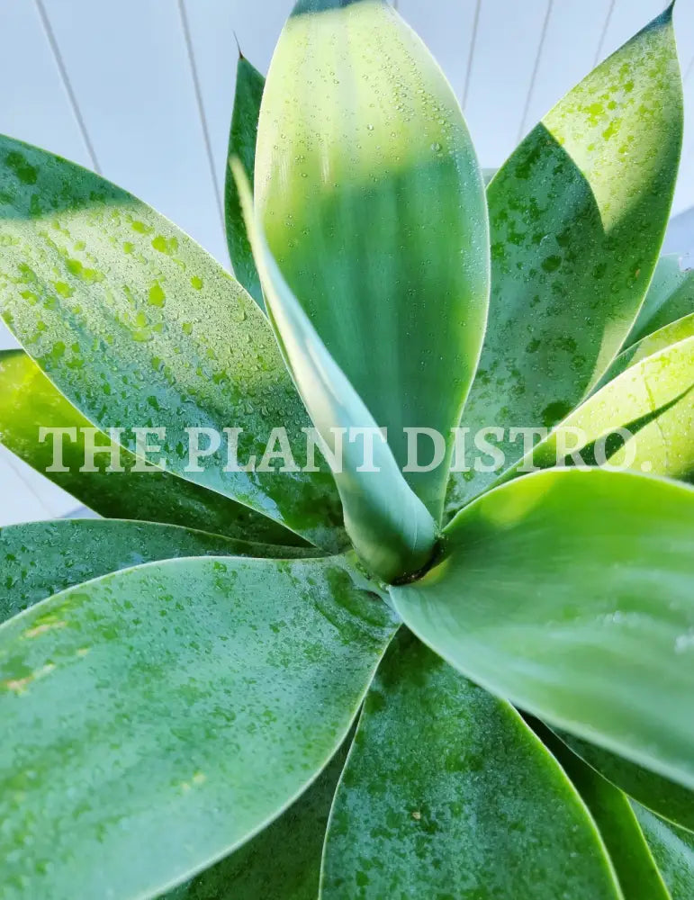 Agave Attenuata 300Mm Outdoor