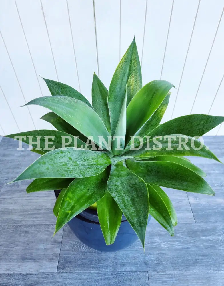 Agave Attenuata Outdoor