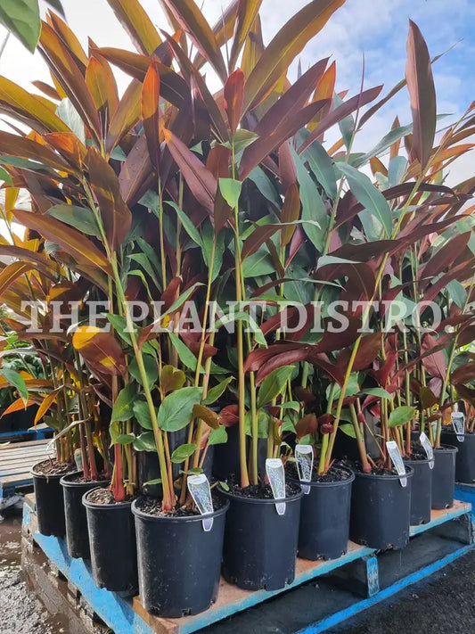 Alpinia Caerulea Red ’Red Back’ 200Mm Outdoor