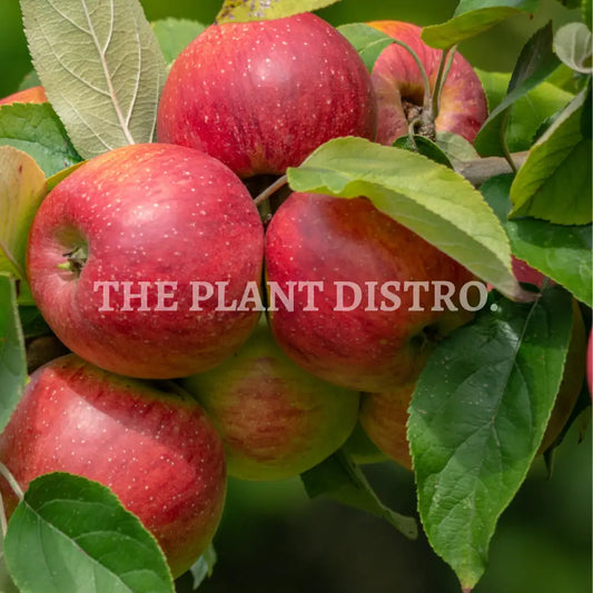 Apple Tropical Anna (Dwarf Apple) Fruit