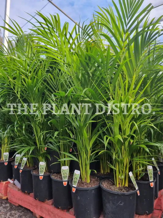 Areca Palm ’Golden Cane’ 200Mm Outdoor