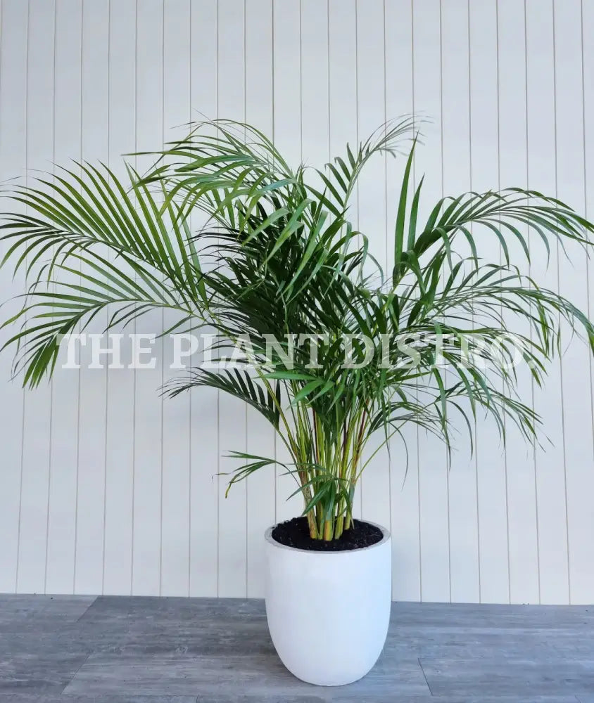 Areca Palm ’Golden Cane’ 250Mm Outdoor