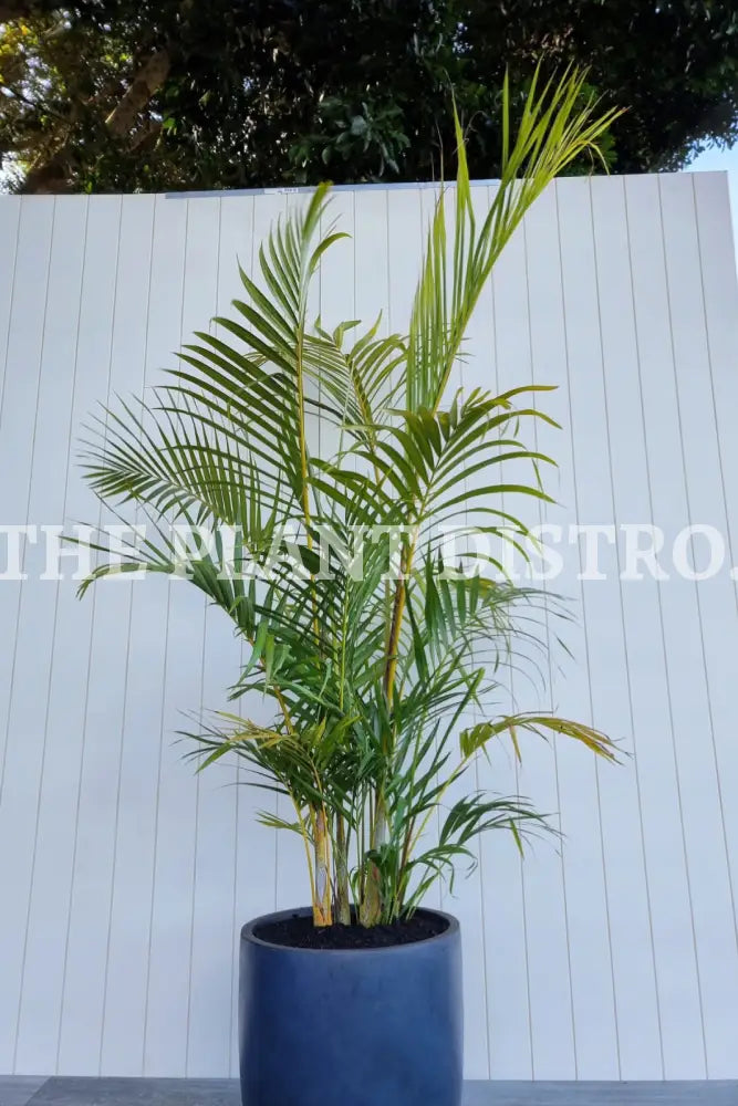 Areca Palm ’Golden Cane’ 300Mm Outdoor