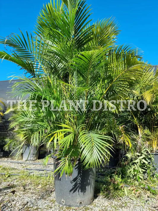 Areca Palm ’Golden Cane’ 90Lt Outdoor