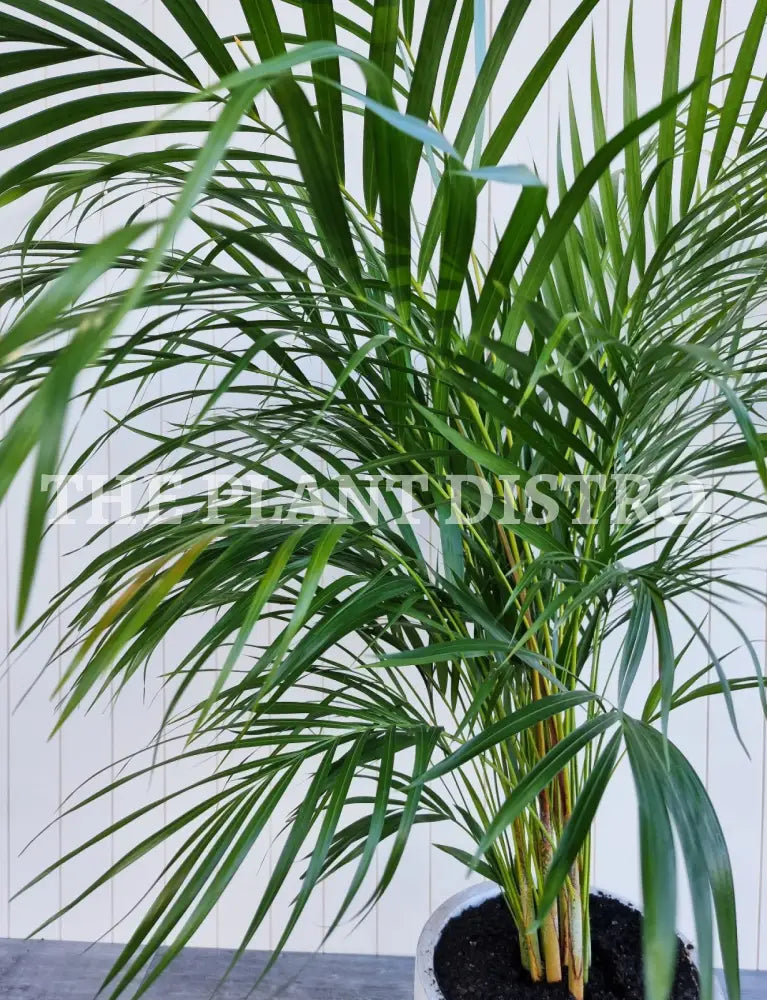 Areca Palm ’Golden Cane’ Outdoor