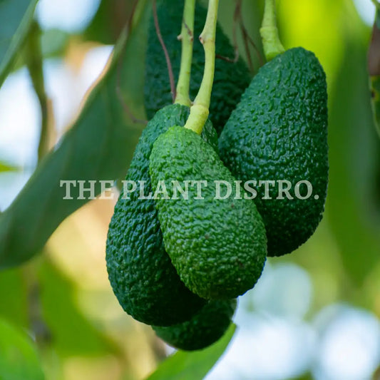 Avocado Tree Dwarf - Rincon (Grafted)