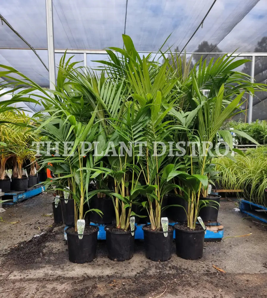 Bangalow Palm 200Mm Outdoor