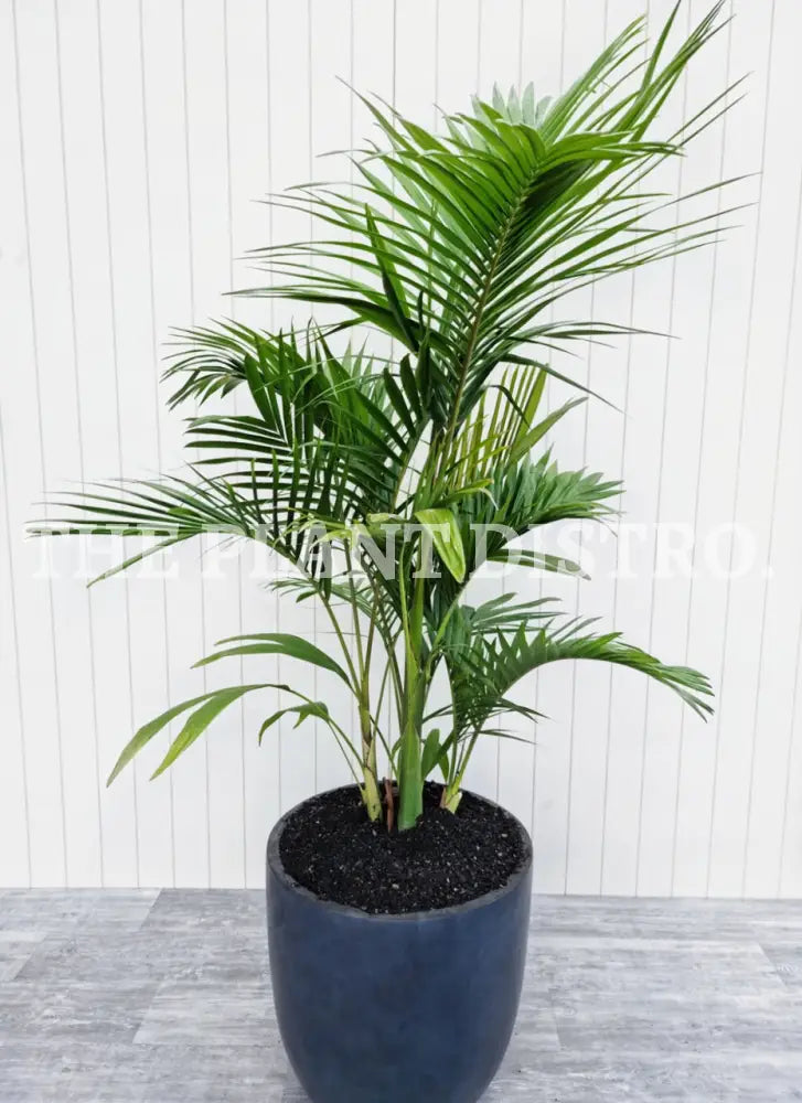 Bangalow Palm 400Mm Outdoor