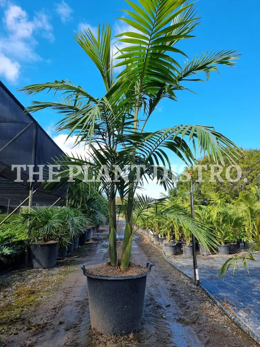 Bangalow Palm 90L Outdoor