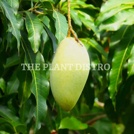 Bowen Mango - Kensington Pride Fruit