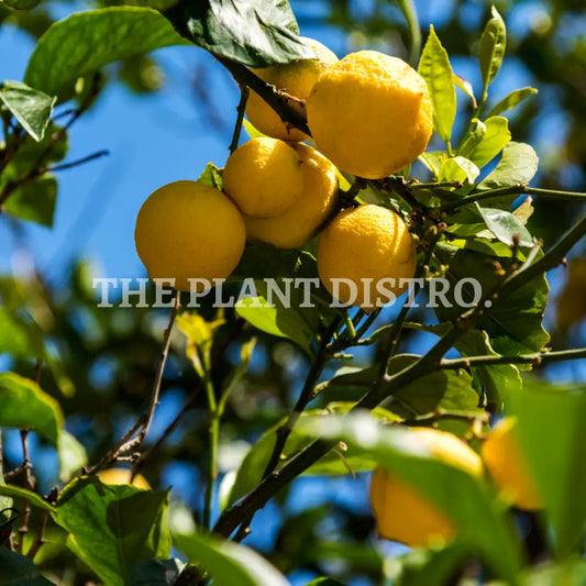 Citrus - Lemonade Tree (5Ltr)