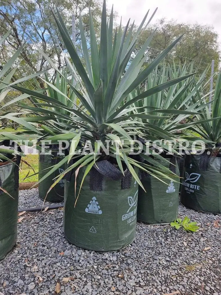Dracaena Draco ’Dragon Tree’ 100Ltr
