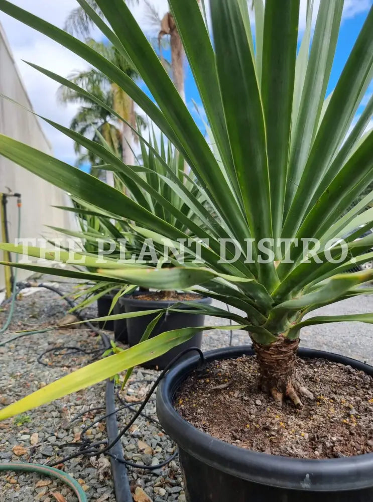Dracaena Draco ’Dragon Tree’ 400Mm