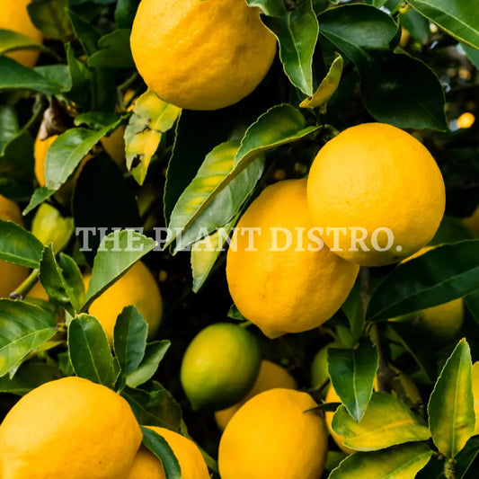 Dwarf Lemon - Eureka Fruit
