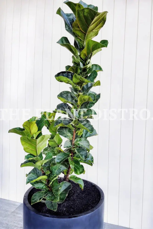 Ficus Lyrata ‘Bambino’ - Fiddle Leaf Fig 400Mm Indoor
