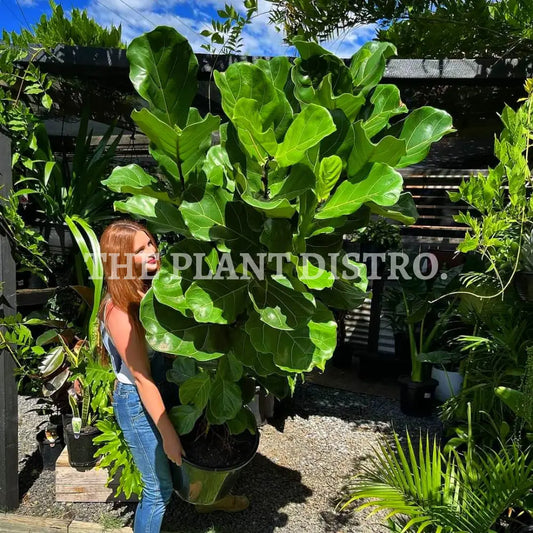 Ficus Lyrata ’Fiddle Leaf’ 400Mm(B) 1.6M + Indoor