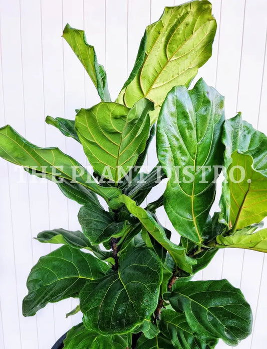 Ficus Lyrata ’Fiddle Leaf’ Indoor