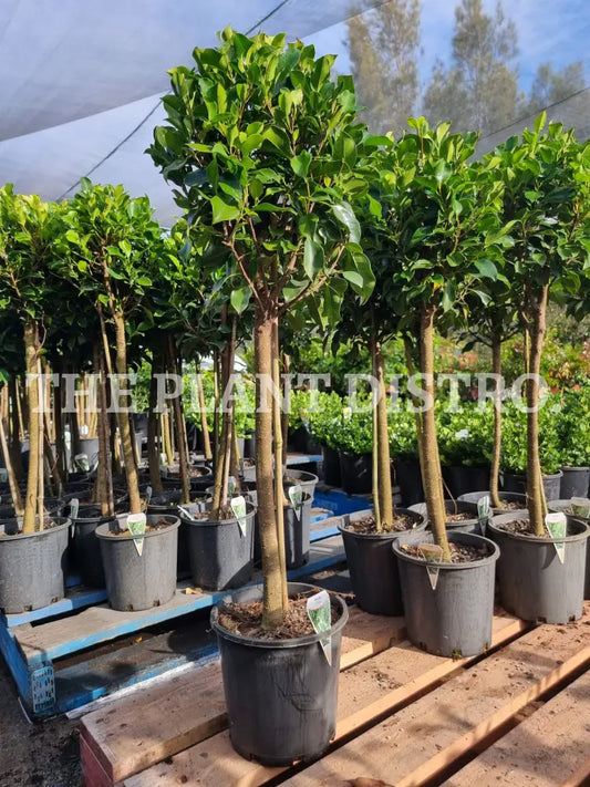 Ficus Microcarpa Hillii ’Flash’ Standard Outdoor