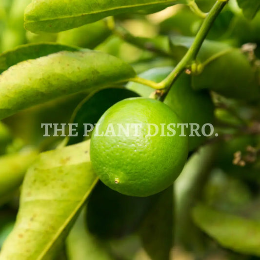 Lime - Tahitian Lime (Dwarf) (5Ltr)