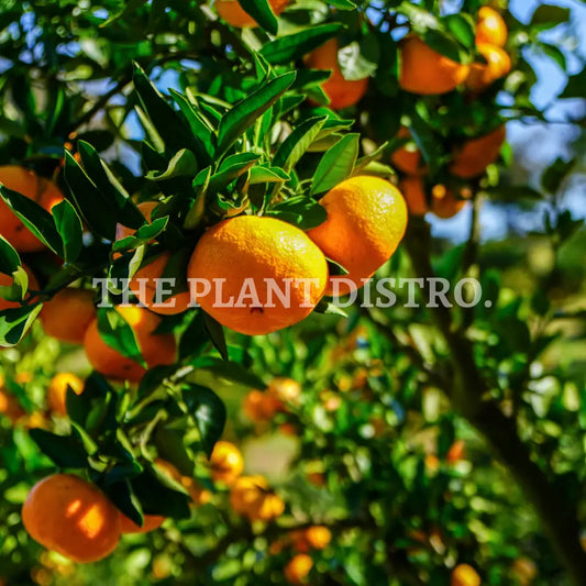 Mandarin - Honey Murcott (5Ltr)