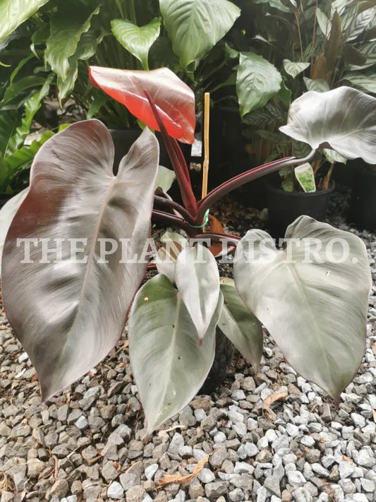 Philodendron Red Indoor