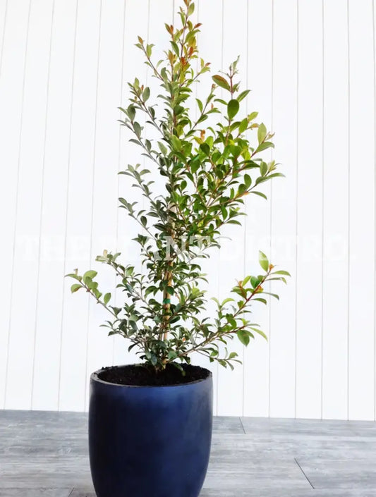 Syzygium Australe ’Northern Select’ 200Mm Outdoor