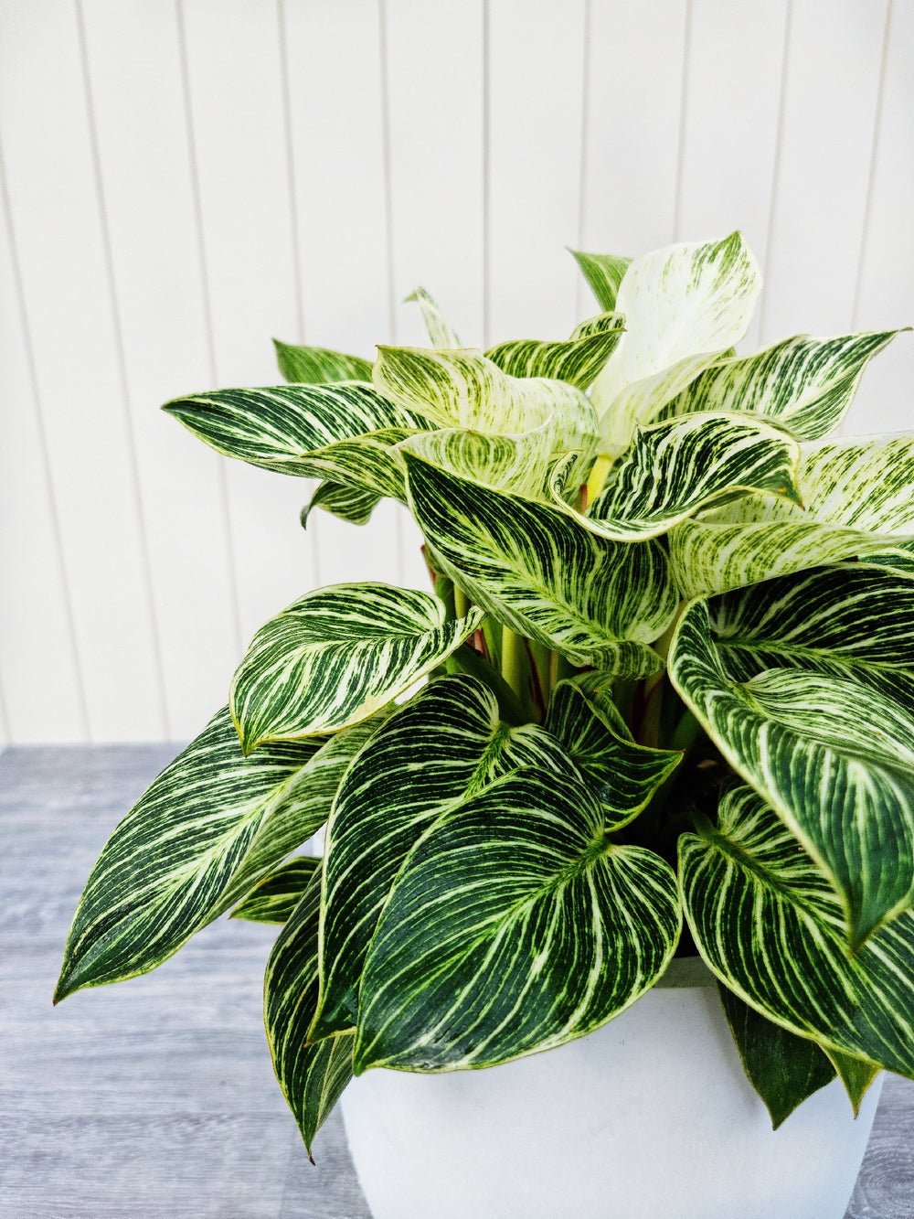 Indoor & Outdoor Plants Online Gold Coast | The Plant Distro.