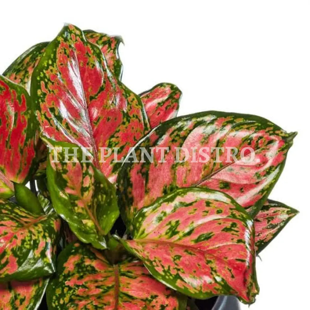 Aglaonema Lady Valentine 