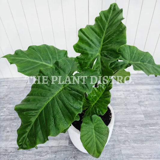 Alocasia Macrorrhiza ’Giant Taro’ 200Mm Outdoor