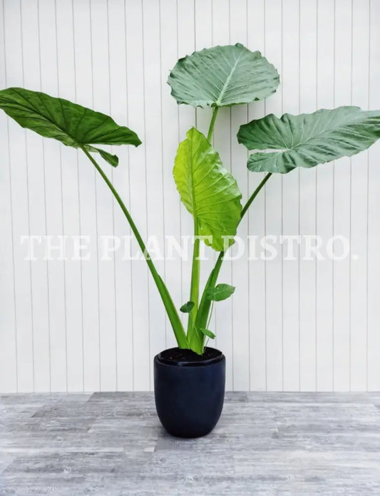 Alocasia Macrorrhiza ’Giant Taro’ 300Mm Outdoor