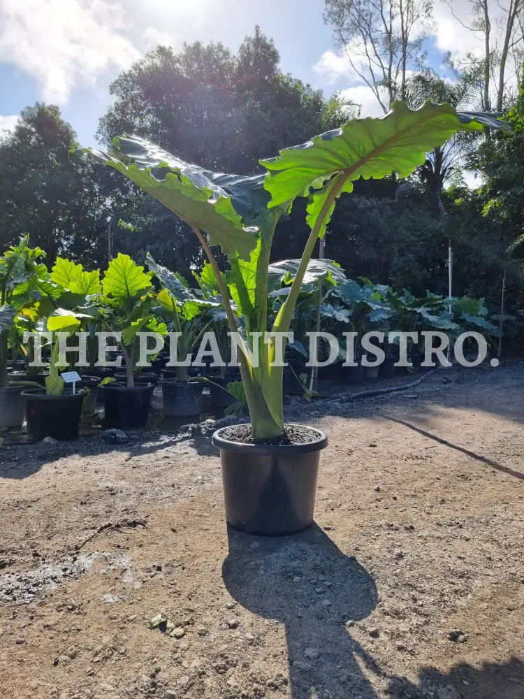 Alocasia Portadora 400Mm Outdoor