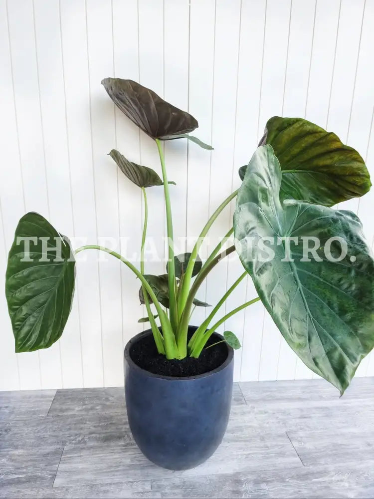 Alocasia Wentii 400Mm Indoor