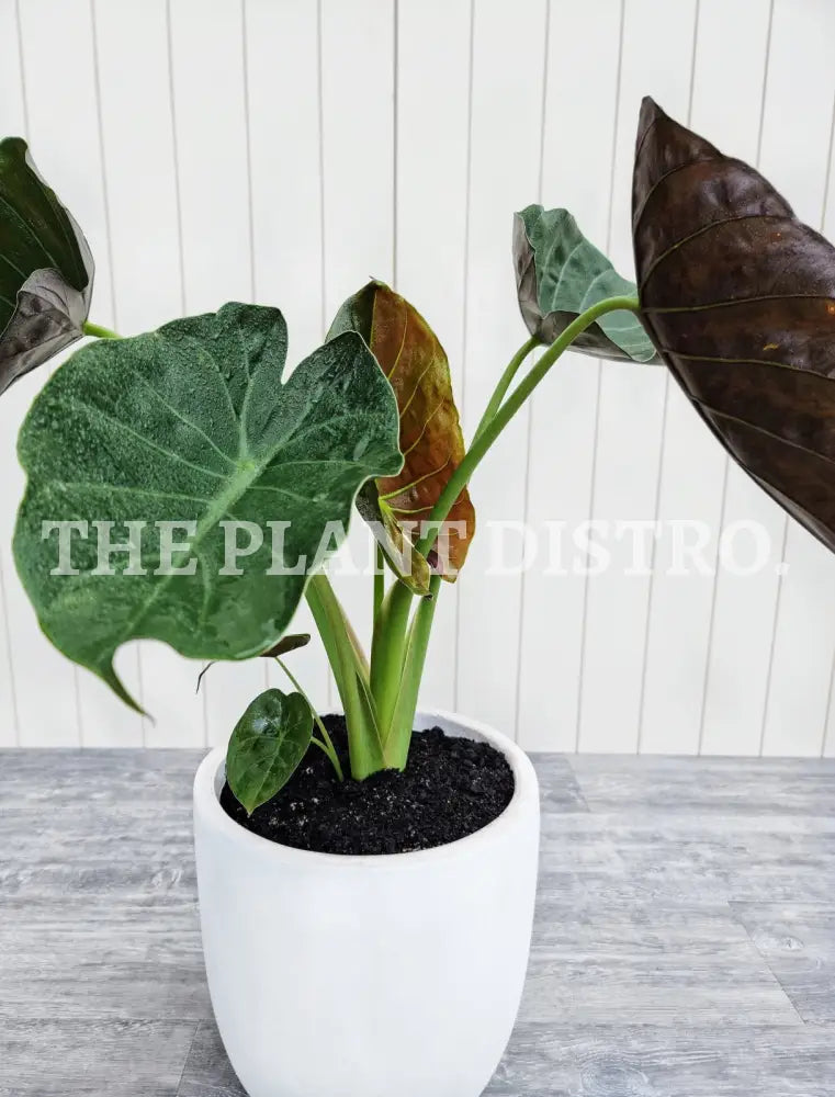 Alocasia Wentii Indoor