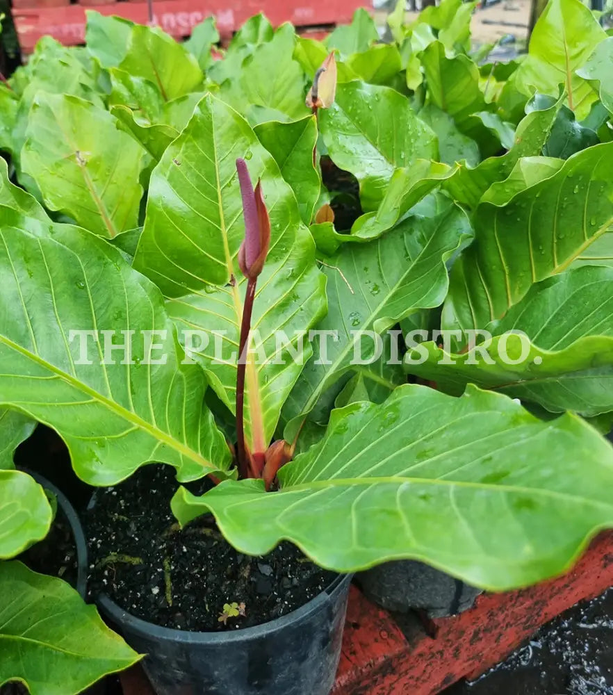 Anthurium Hookeri ’Pink Ruffles’ 200Mm Indoor