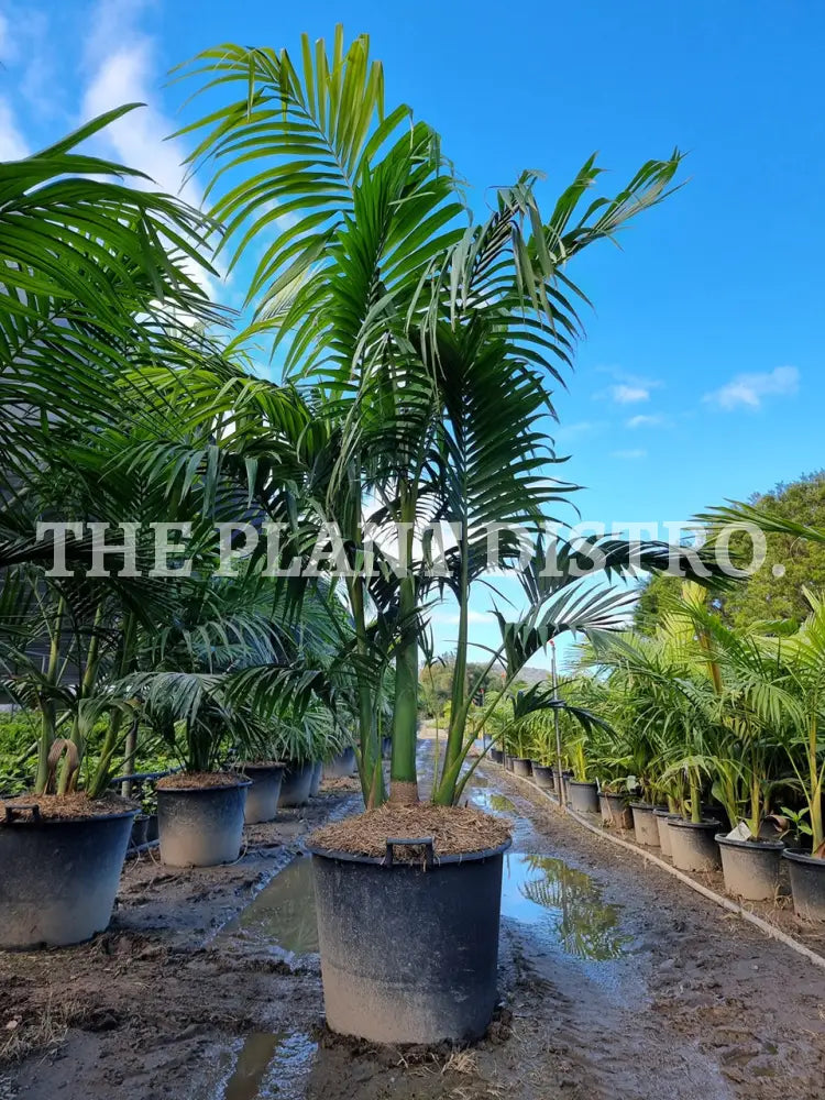 Archontophoenix Alexandrae ‘Alexander Palm’ 90Ltr Outdoor