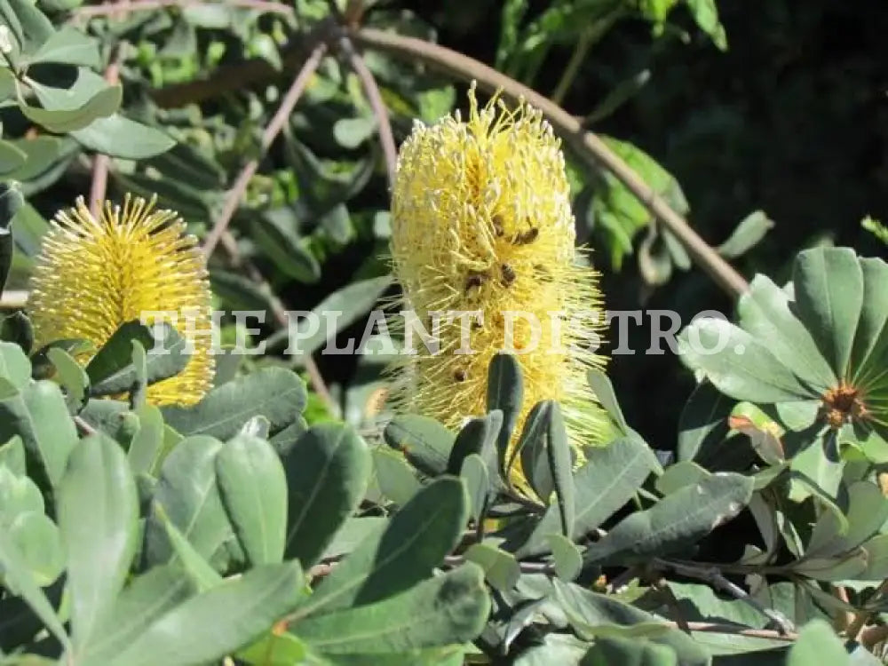 Banksia Integrifolia ‘Roller Coaster’