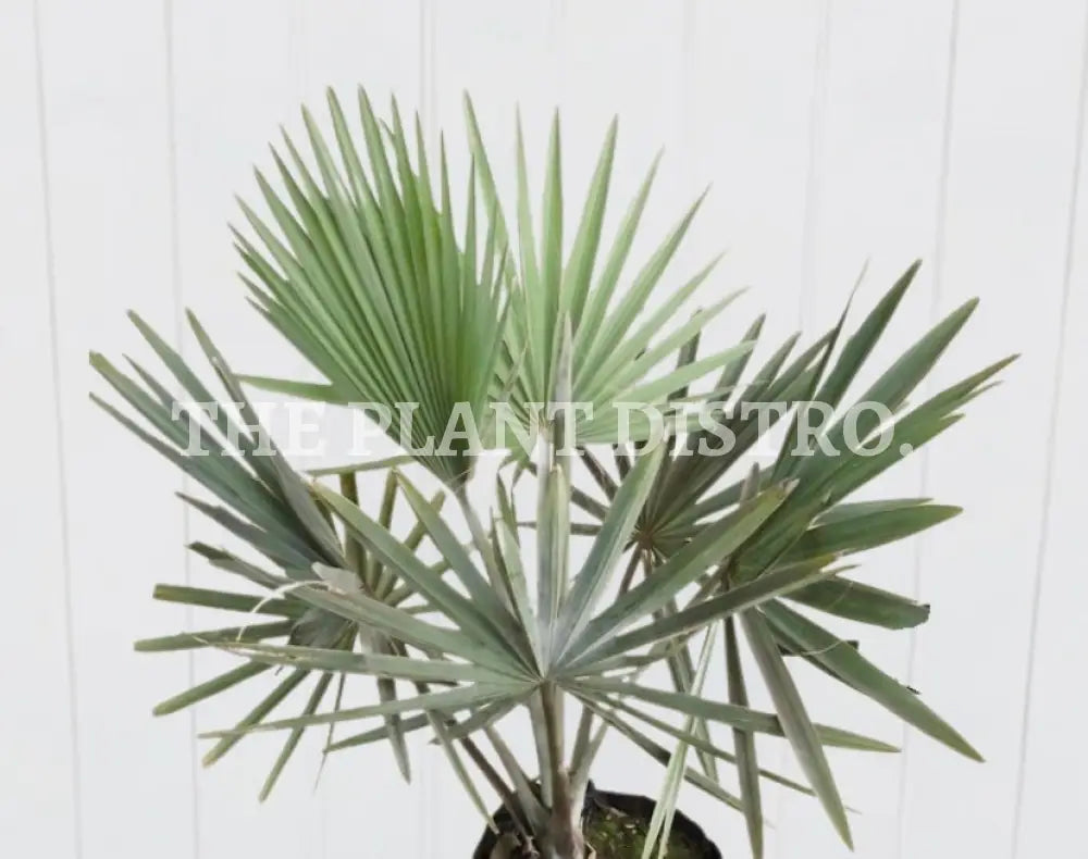 Bismark Palm