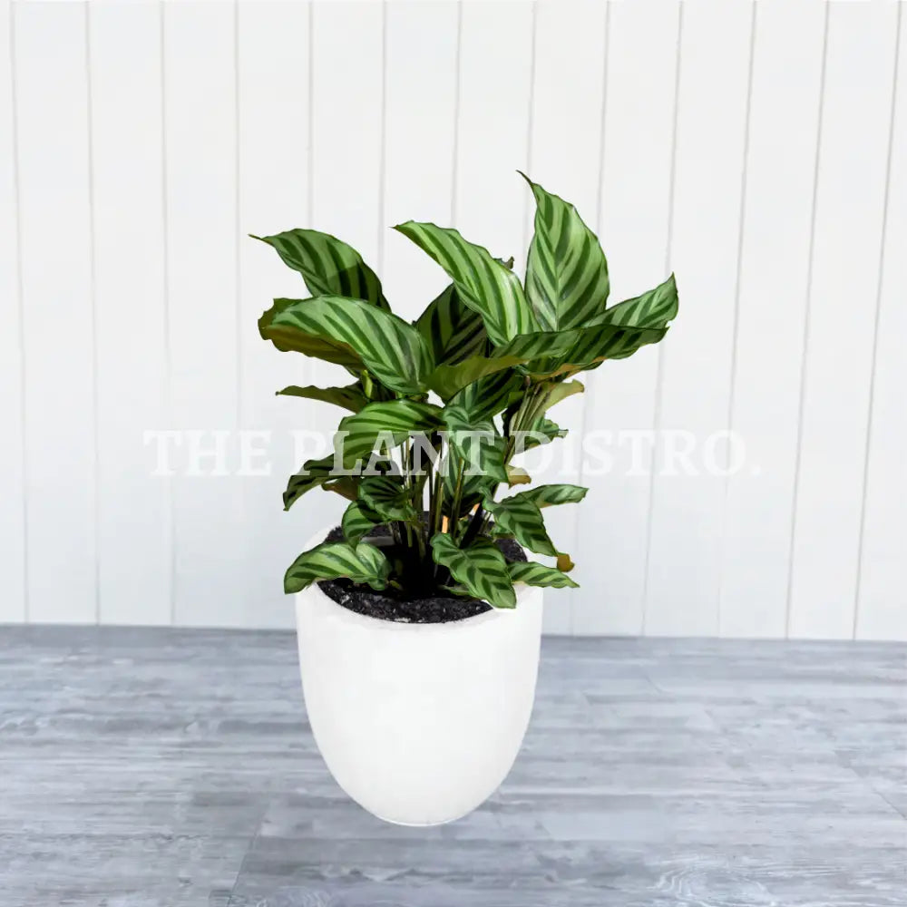 Calathea Freddie Indoor