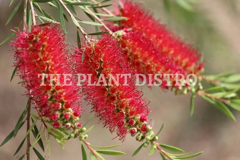 Callistemon ‘Dawson River Weeper’