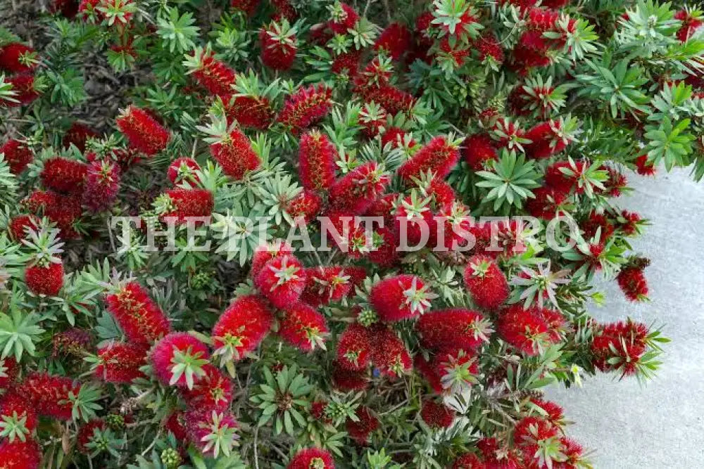 Callistemon ’Rocky Rambler’ 200Mm