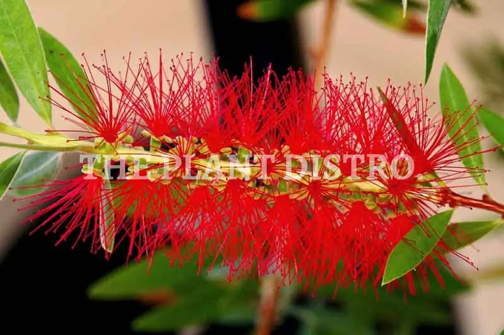 Callistemon Viminalis ‘Slim’ 200Mm