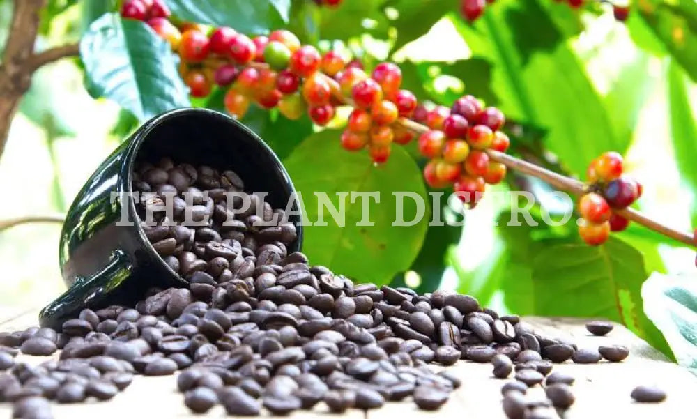 Coffee Tree - Arabica Fruit