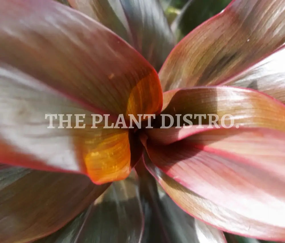 Cordyline Fruiticosa ‘Negra’ 200Mm Outdoor