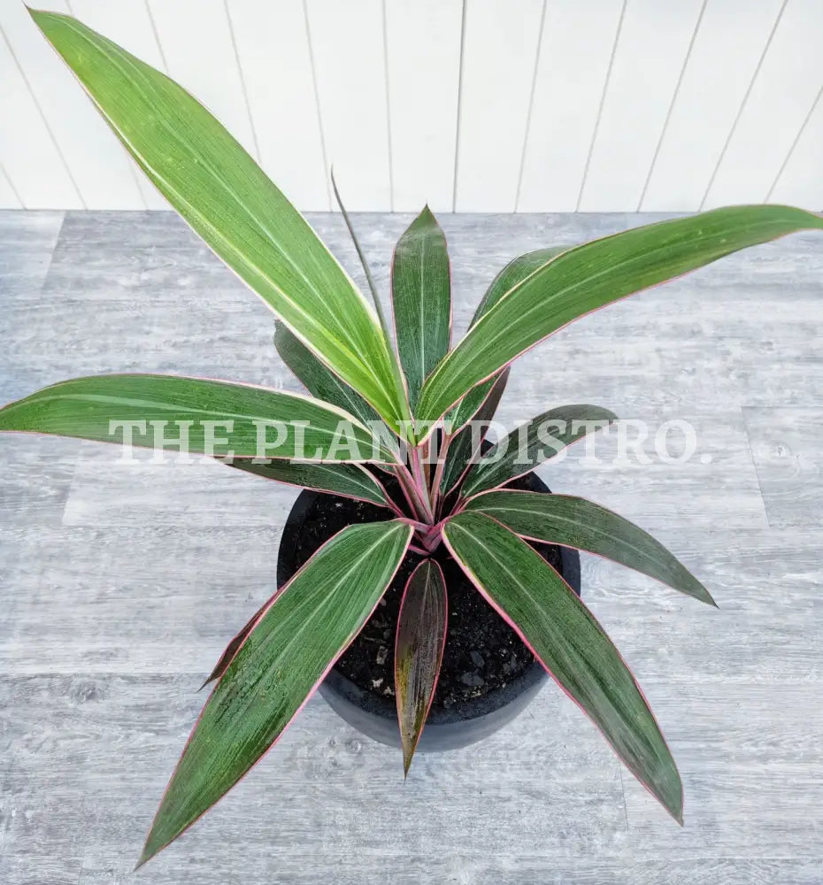 Cordyline - Pink Diamond Outdoor