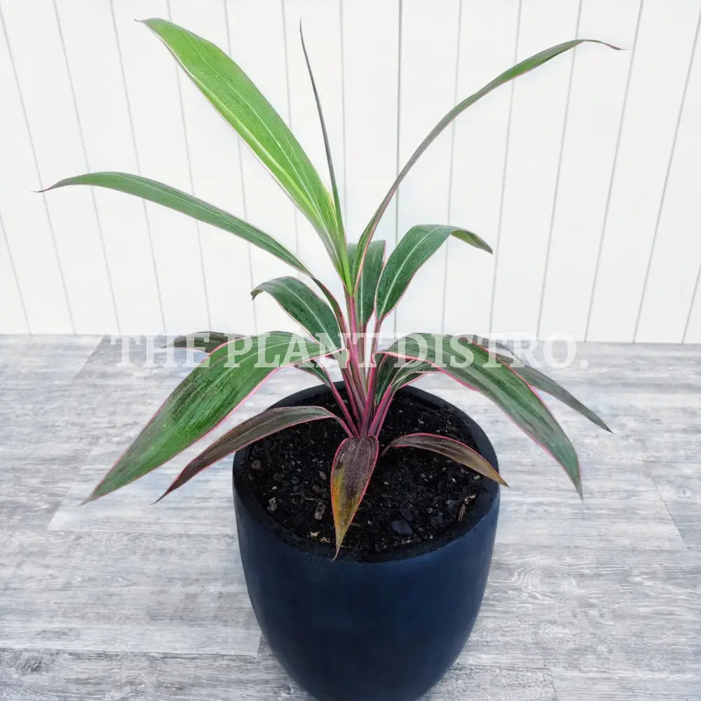 Cordyline - Pink Diamond Outdoor