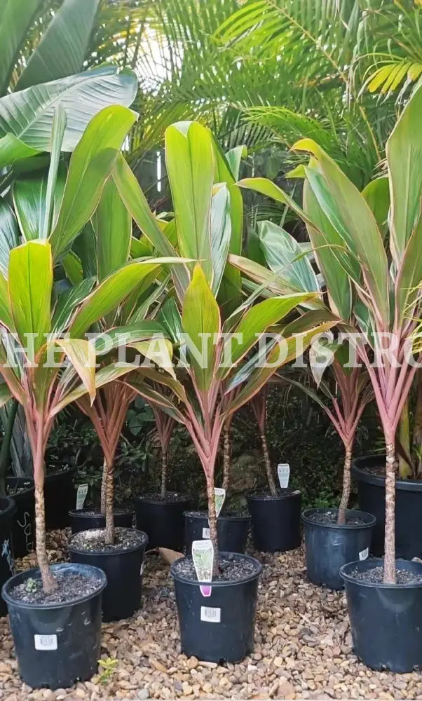 Cordyline - Pink Diamond Outdoor