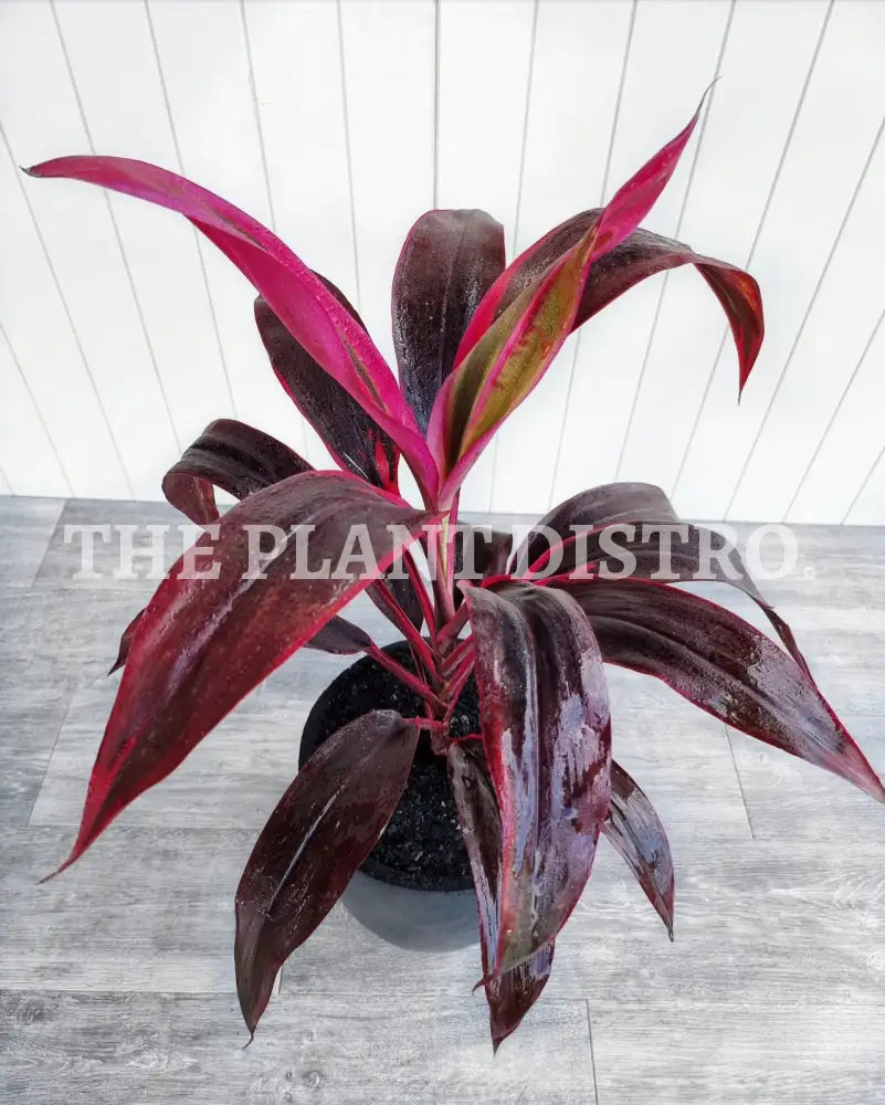 Cordyline - Red Delight 200Mm Outdoor