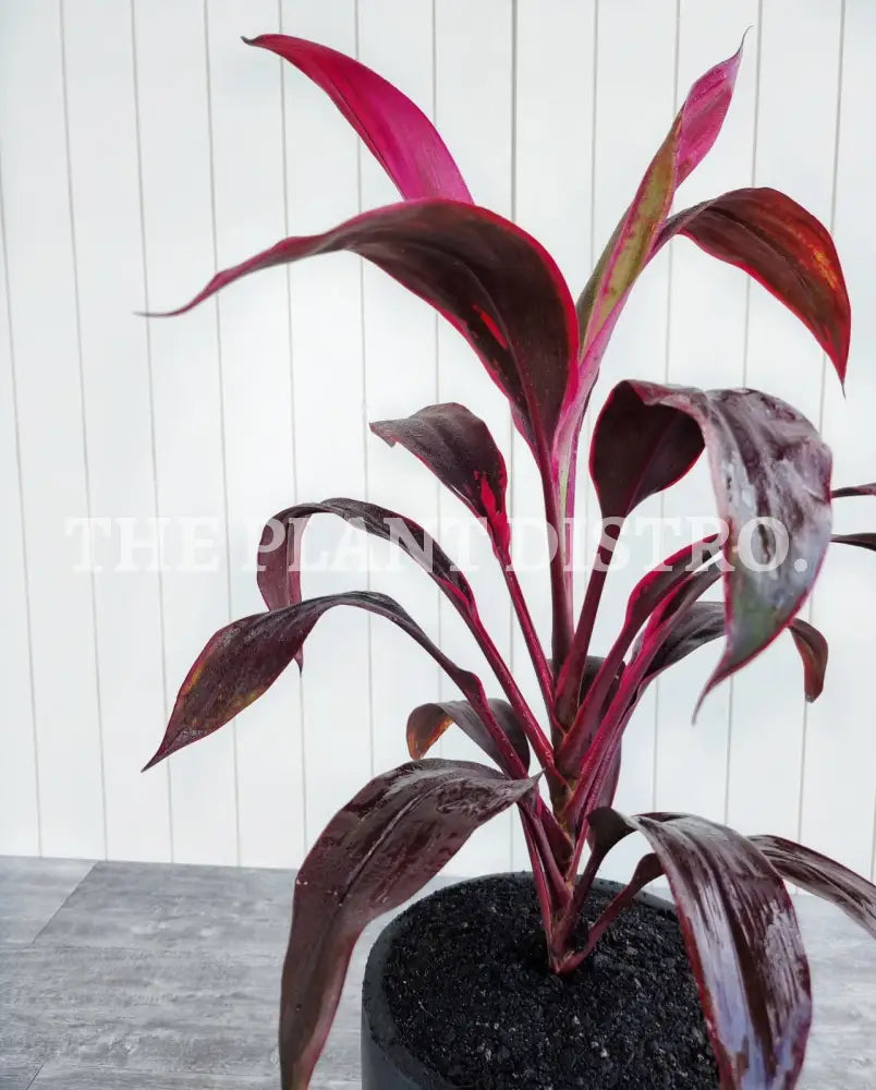 Cordyline - Red Delight Outdoor