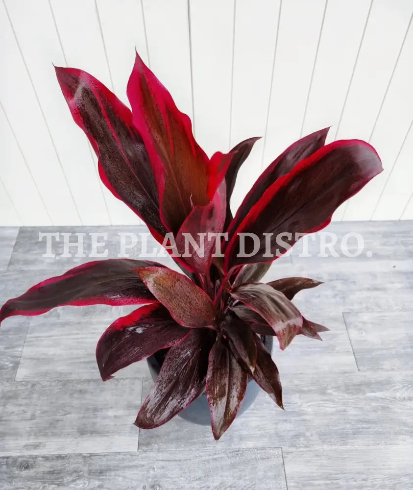 Cordyline Rubra 200Mm Outdoor